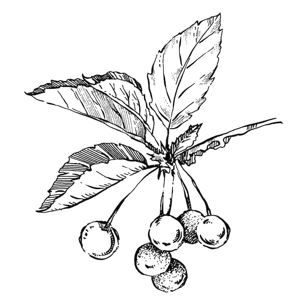 Vector cherrywithleaves