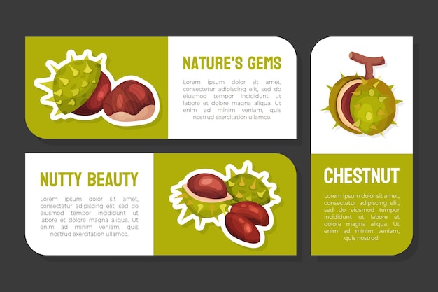 Vector chestnut plant label or sticker design with brown fruit in green spiky husk vector template