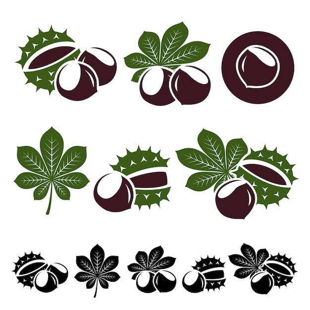 Chestnut set vector