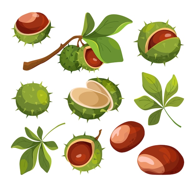 Chestnut vector isolated icons. Set of cartoon chestnuts, leaves and peels, vector illustration.