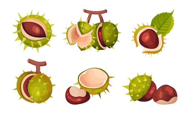 Vector chestnuts in cracked shell with prickles and pointed oblong leaves vector set