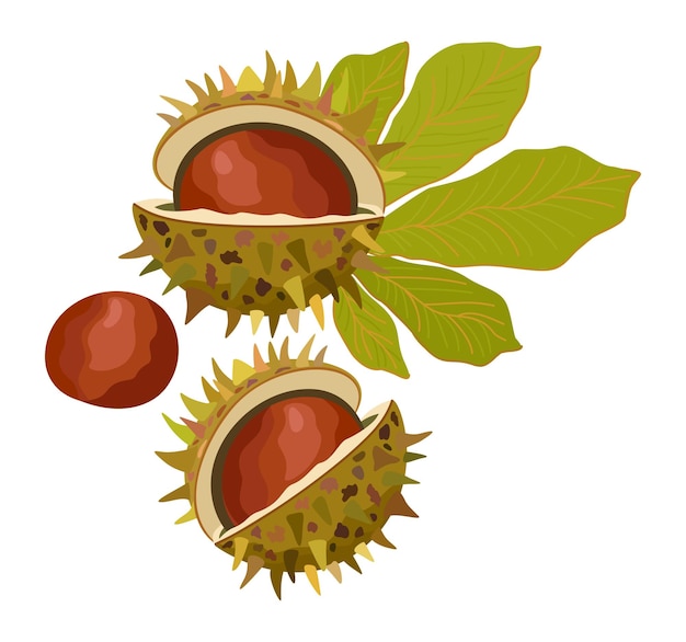 Vector chestnuts with leaf vector isolated illustration