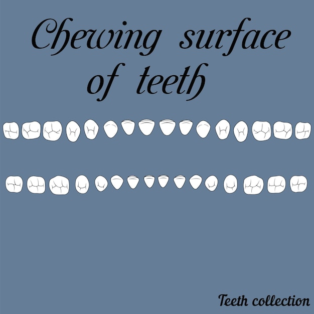 Vector chewing surface of teeth