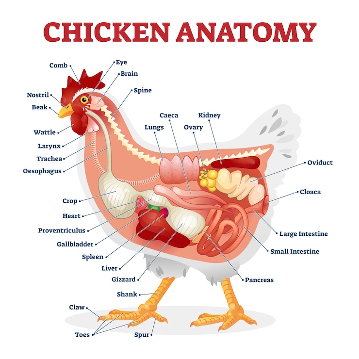 Chicken anatomy illustration