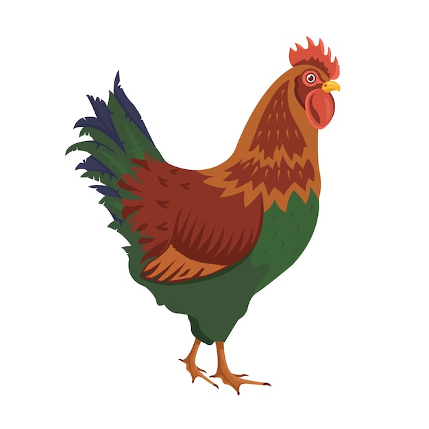 Vector chicken bird poultry clip vector illustration domestic chickens on white background cartoon chick isolated