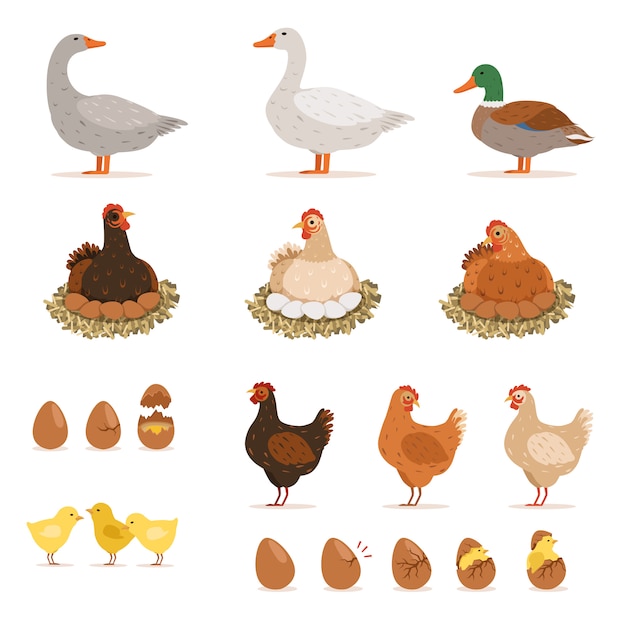 Vector chicken brood hen, ducks and other farm birds and his eggs.