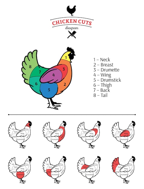 Vector chicken cuts diagram