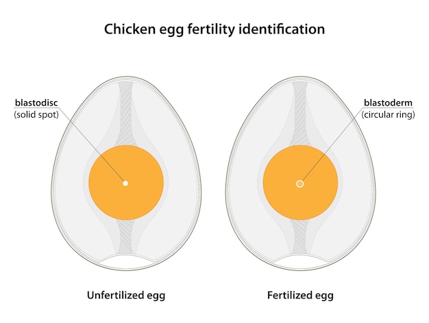 Вектор Определение фертильности куриных яиц