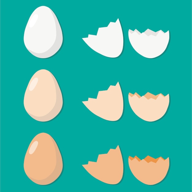 Vector chicken eggs eggshells