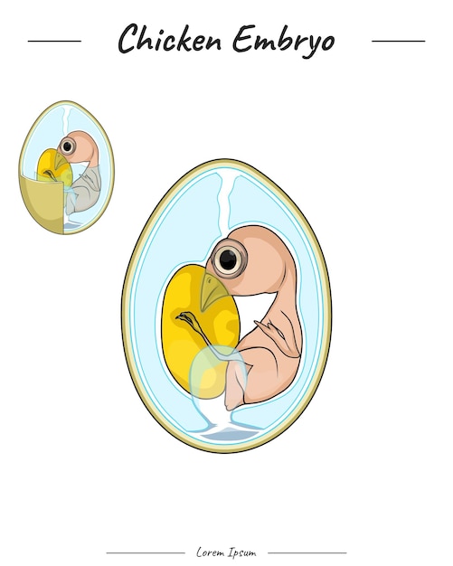 Chicken embryo anatomy template