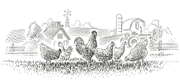 Vector chicken on farm sketch