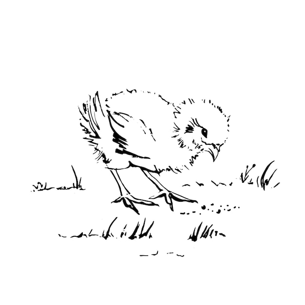 Курица на векторной иллюстрации травы