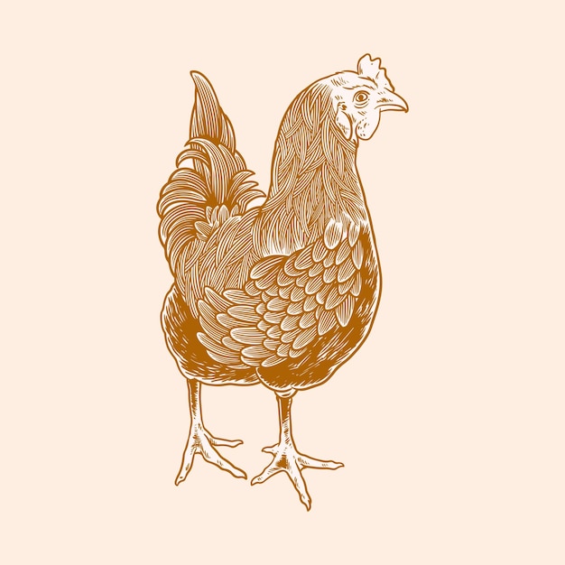 Illustrazione disegnata a mano di pollo carne di pollo e uova elementi di produzione vintage adesivo per le fattorie e la produzione raffigurante il roster vecchia illustrazione vettoriale dello schizzo retrò