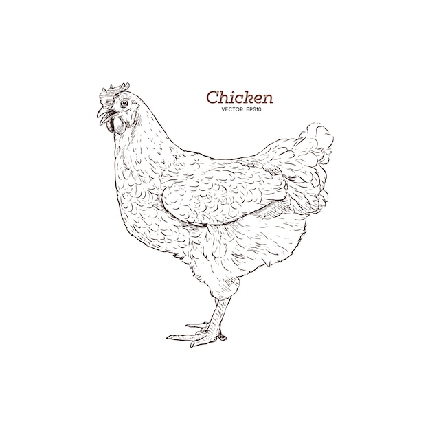 Chicken hand drawn illustration