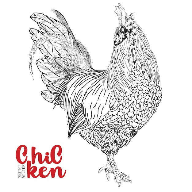 Chicken hand drawn vector illustration