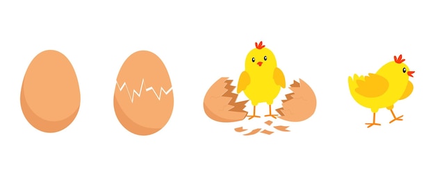 Vector chicken hatching from the egg cartoon baby chick birthday stepbystep process funny and educational illustration for kids