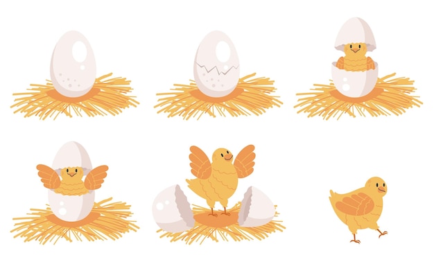 鶏の孵化ステージコンセプトセットフラットグラフィックデザインイラスト