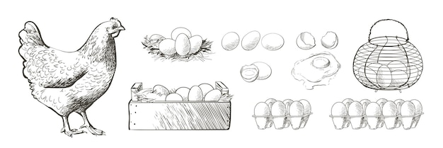 닭 암탉 새 가금류 육계 농장 동물 먹이 빈티지 부활절 카드 계란 포장 디자인 현실적인 스케치 라인 실루엣 조각 그림