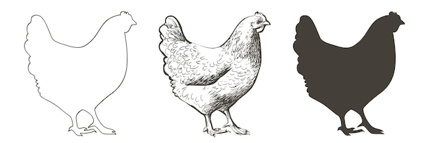 Vettore pollo gallina uccello pollame da carne da fattoria alimentazione animale carta di pasqua vintage design dell'imballaggio delle uova illustrazione realistica dell'incisione della silhouette della linea di schizzo