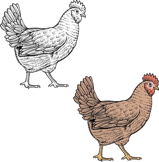 Vector chicken hen vector