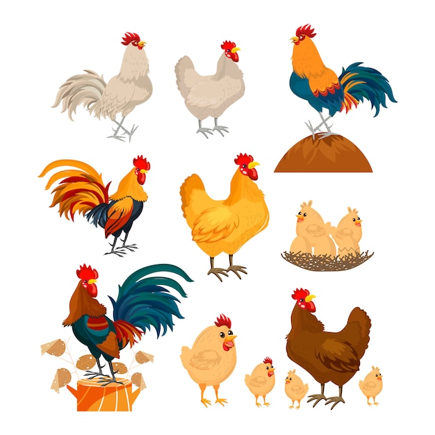 Chicken icons collection colorful template vector