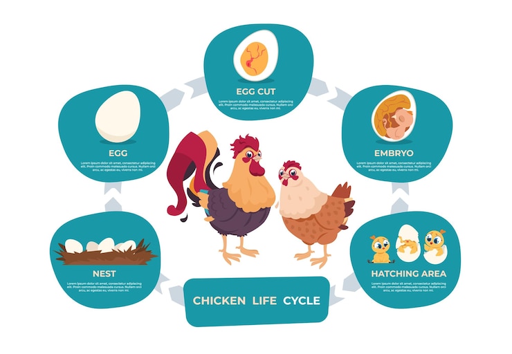 Vector chicken life cycle. chicken and rooster cartoon infographic with life steps from nest egg to embryo baby and grown hen. vector images set chart development bird in nature