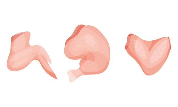 chicken meat part with wing and leg as farm product vector set