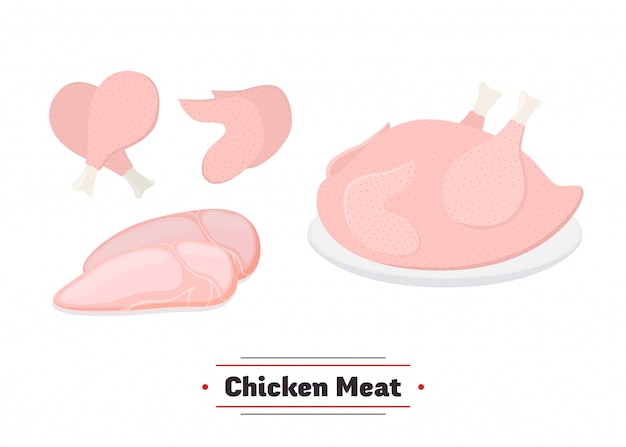 Vector chicken meat, turkey, legs, wings and breast