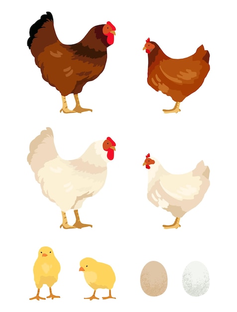 Chicken rooster hen chick and egg illustration