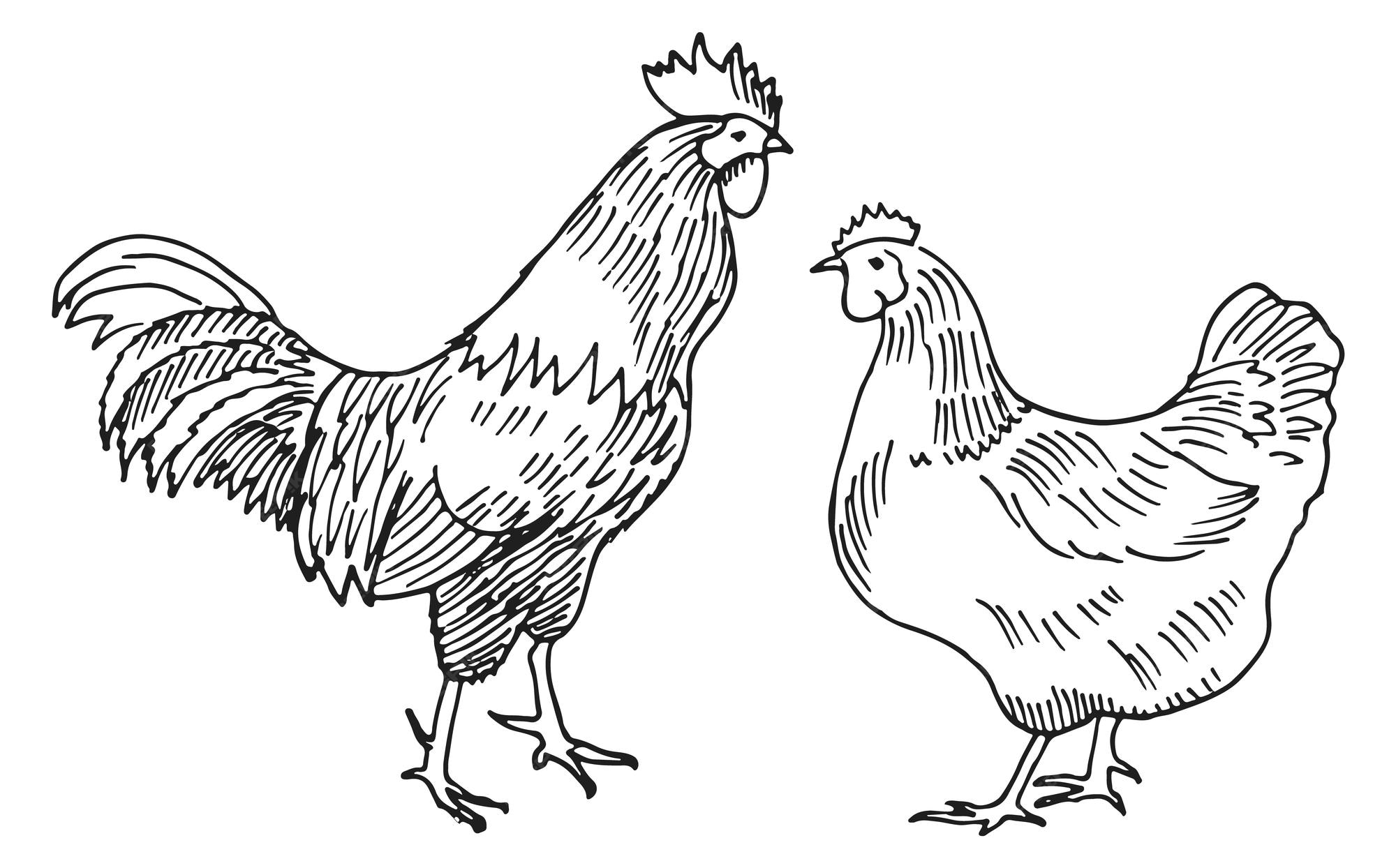 Premium Vector Chicken sketch hen and rooster drawing farm poultry