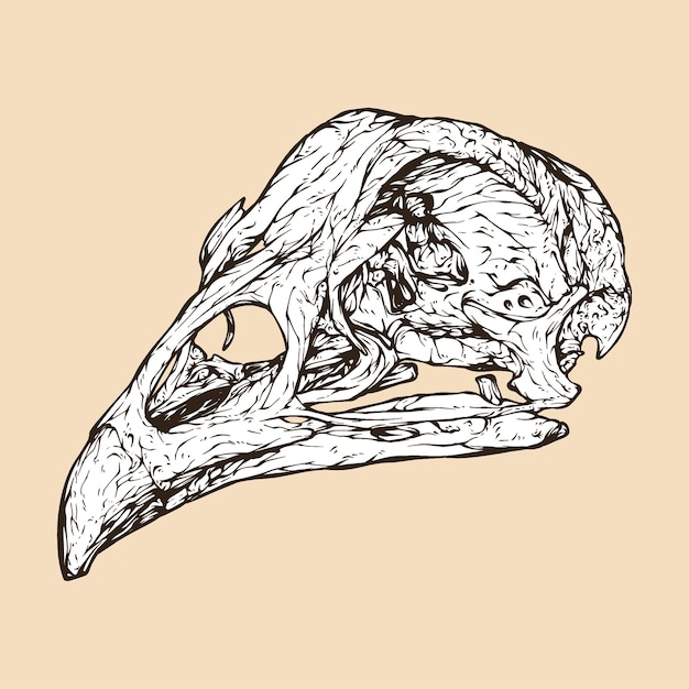 Векторная иллюстрация куриного черепа