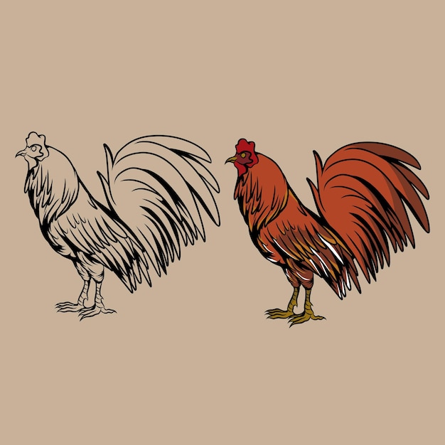 Vector chicken vector illustrations