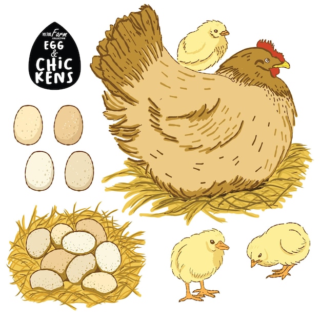 닭과 계란 그림 손으로 그린 벡터