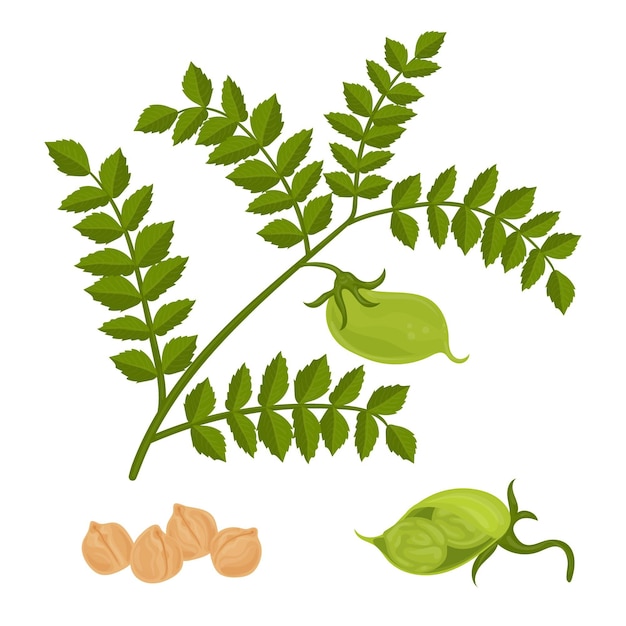 Chickpea beans and plant illustration