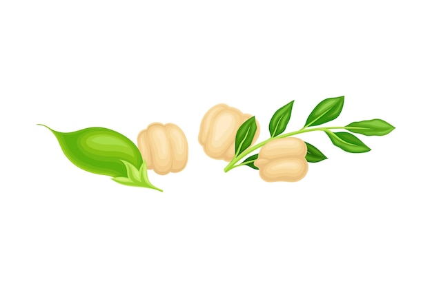 年間豆類植物のベクトルイラストとして緑色のポッドを持つチキンピースベージュの山