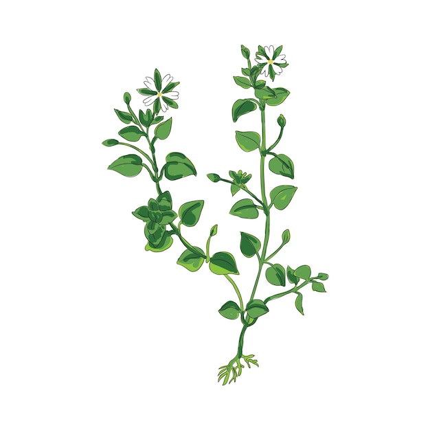 Vector chickweed botanical vector plant illustration