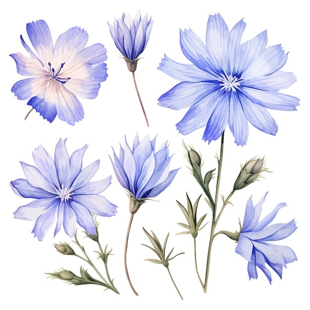 Chicory flower vector clipart white background