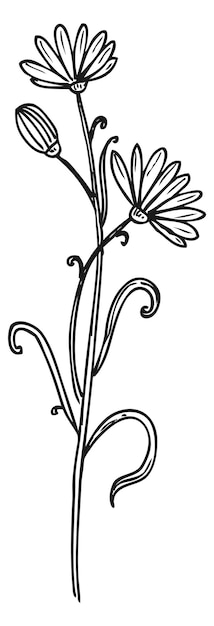 Vector chicory plant sketch natural flower herb drawing