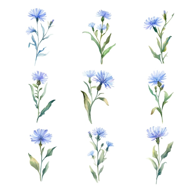 Вектор Цикория набор акварельных синих кукурузных цветов иллюстрация, нарисованная вручную