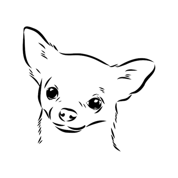 Chihuahua dog isolated vector illustration chihuahua vector