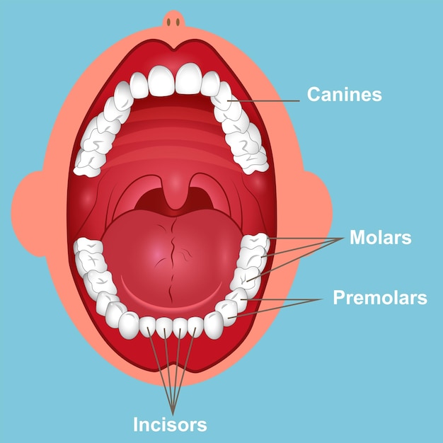 Вектор Детские зубы