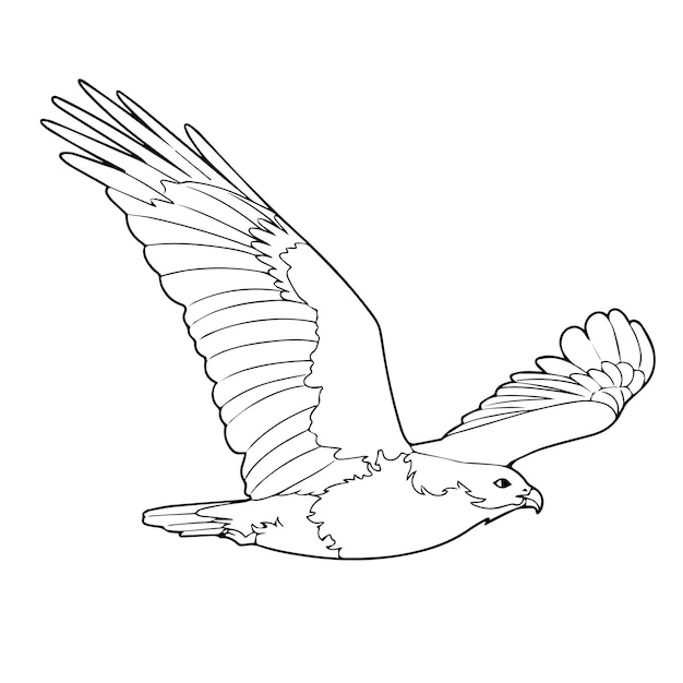 Vector childrens sketch illustration of a hawk