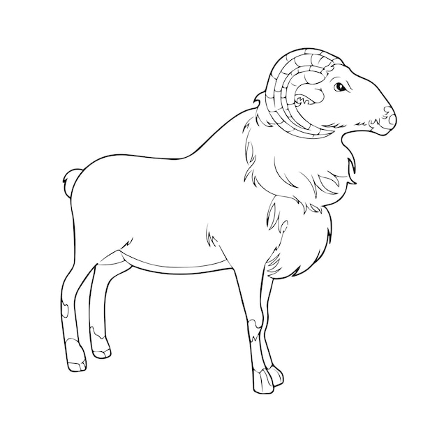 childrens sketch illustration of a horned sheep