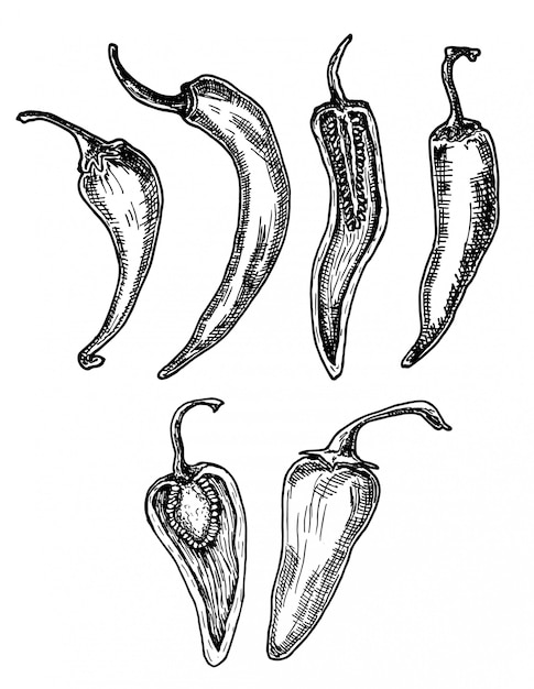 Vector chili pepper hand drawn illustration