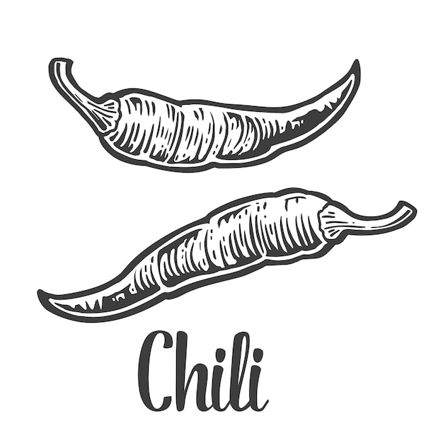 Chili vector vintage gegraveerde illustratie voor menu poster web geïsoleerd op witte achtergrond