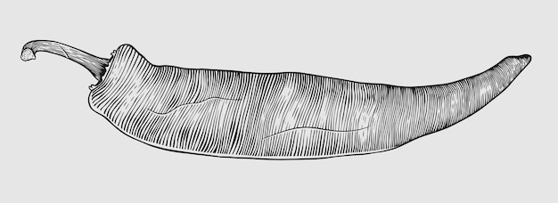 Vector chili vegatable sketch engraving illustration