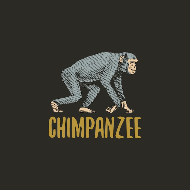 Chimpanzee engraved hand drawn in old sketch style, vintage animals chimpanzee logo