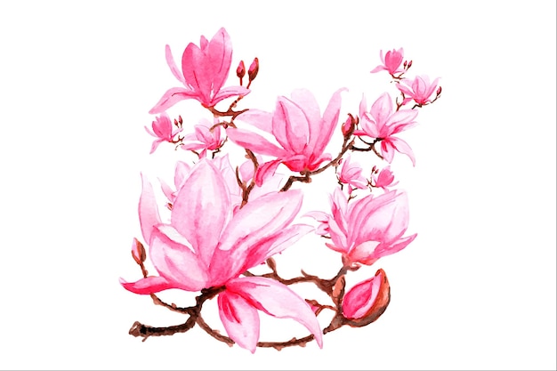 中国桜 日本の桜の枝の水彩画。