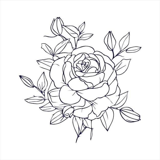 Vector china rose flower with hand drawing and sketch