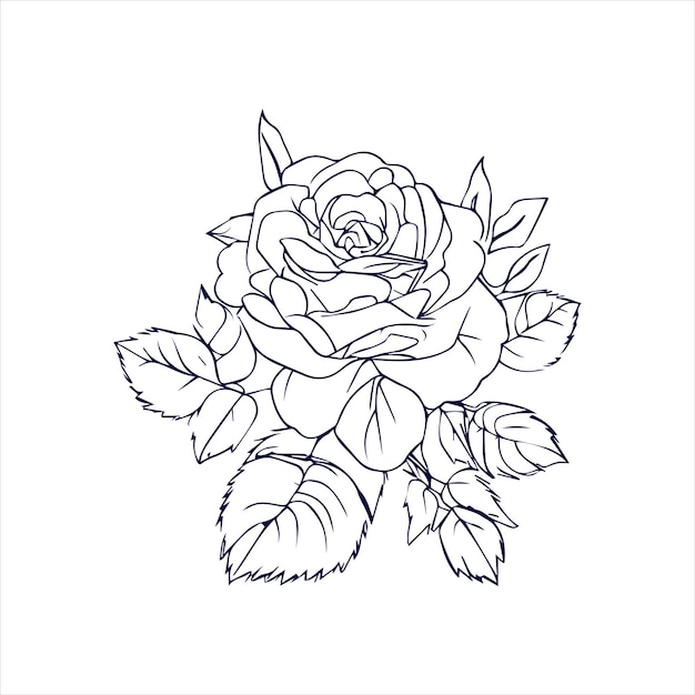 China rose flower with hand drawing and sketch